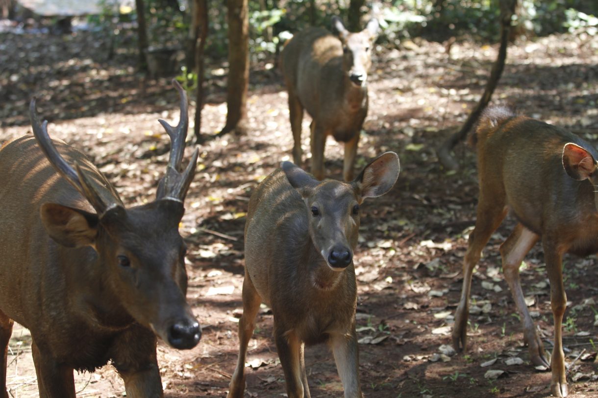 Pusat Habituasi Satwa Endemik